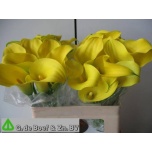 Zantedeschia Kalla Captain Solo 55cm