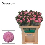 Chrysanthemum Krüsanteem BL Momoko 70gr*10
