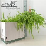 Epiphyllum other 21cm