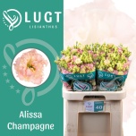 Eustoma Preeriakell Alissa Champagne (Lugt Lisianthus)