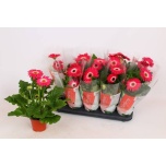 Gerbera colourgame roze 12cm