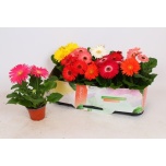 Gerbera open air mixed 12cm