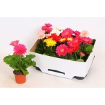 Gerbera open air mixed 9cm