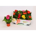 Gerbera open air mixed 9cm