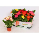 Gerbera open air mixed 9cm