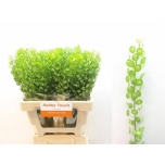 Lepidium Litterhein Butterfly 60cm