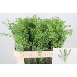 Lepidium Litterhein Butterfly 70cm