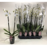Phalaenopsis Kuuking anthura leeds 12cm h60