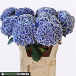 Hydrangea Hortensia Beau Dali 80cm*5