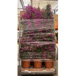 Bougainvillea sunvillea purple 33cm