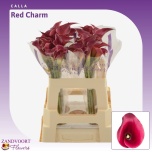 Zantedeschia Kalla Red Charm 55cm