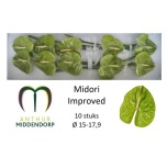 Anthurium Flamingolill Midori Improved
