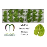 Anthurium Flamingolill Midori Improved