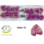 Anthurium Flamingolill Kaleo