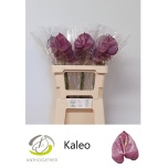 Anthurium Flamingolill Kaleo