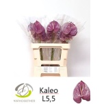 Anthurium Flamingolill Kaleo