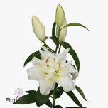 Lilium Liilia OR DU Snowboard 85cm