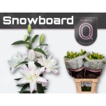 Lilium Liilia OR DU Snowboard 85cm