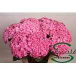 Hydrangea Hortensia Beautensia Luxor Rose 60cm*5