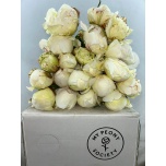 Paeonia Pojeng Ivory Victory 50cm