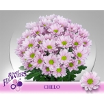 Chrysanthemum Krüsanteem SP Chelo