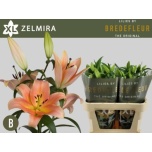 Lilium Liilia OR Zelmira 85cm