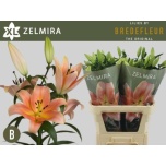Lilium Liilia OR Zelmira 95cm