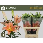 Lilium Liilia OR Zelmira 95cm