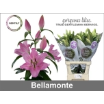 Lilium Liilia OR Bellamonte 95cm