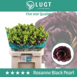 Eustoma Preeriakell Rosanne Black Pearl (Lugt Lisianthus)
