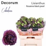 Eustoma Preeriakell Rosanne Black Pearl (Montana Lisianthus, Decorum)