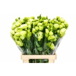 Eustoma Preeriakell Celeb Green