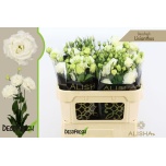 Eustoma Preeriakell Corelli White
