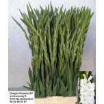 Gladiolus Gladiool Nova Zembla 100-110cm