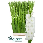 Gladiolus Gladiool Nova Zembla 120cm