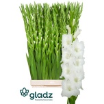 Gladiolus Gladiool Nova Zembla 120cm