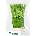 Gladiolus Gladiool Nova Zembla 120cm