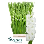 Gladiolus Gladiool Nova Zembla 125cm