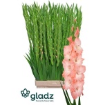 Gladiolus Gladiool Karma 120-130cm