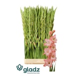 Gladiolus Gladiool Karma 120-125cm