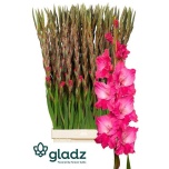 Gladiolus Gladiool Fairytale Pink 120cm