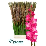 Gladiolus Gladiool Fairytale Pink 130cm