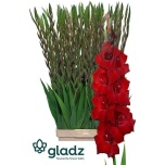 Gladiolus Gladiool Fat Boy 120-130cm