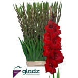 Gladiolus Gladiool Fat Boy 120cm
