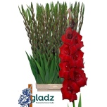 Gladiolus Gladiool Fat Boy 120-130cm