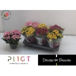 Kalanchoe Kalanhoe double grandiva mix 14cm