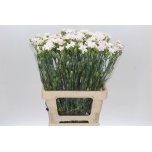 Dianthus Nelk SP Star Snow Tessino*20