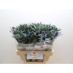 Eryngium Ogaputk Blue Lagoon 60cm