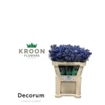 Eryngium Ogaputk Blue Lagoon 70cm