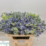 Eryngium Ogaputk Blue Lagoon 70cm